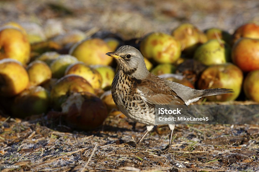 Cesena-Uccello, Turdus pilaris - Foto stock royalty-free di Animale selvatico