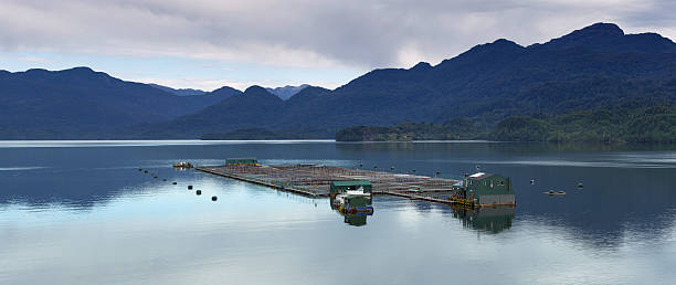 istock Breeding fish and seafood in Patagonia, Chile 476579846