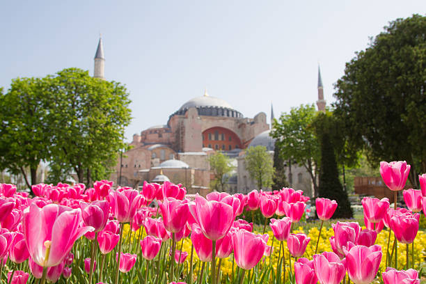 Tulpen und Hagia Sophia, Istanbul, Türkei – Foto