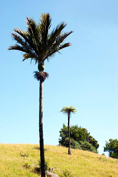 istock Nikau Palm and Ponga Treefern, New Zealand 476580430