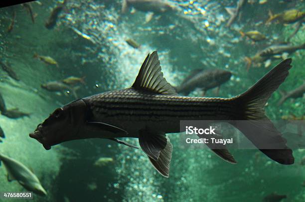 Süßwasserfisch In Aquarium Stockfoto und mehr Bilder von Ambroise Thomas - Ambroise Thomas, Einzelner Gegenstand, Fluss