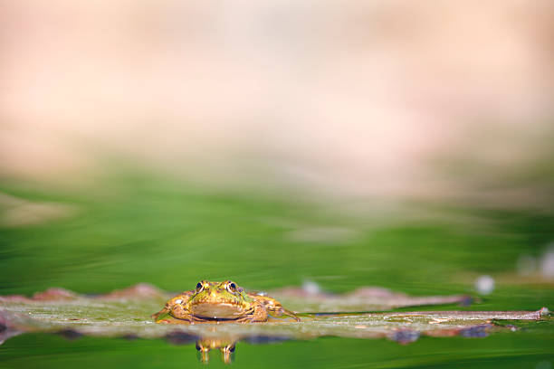 istock Green frog [Rana kl. esculenta] 476580988