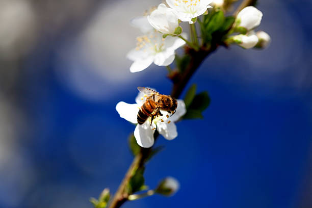 bee recogida de polen la primavera - bee apple tree flower single flower fotografías e imágenes de stock