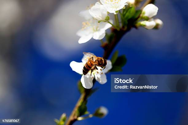 Abelha Recolher Pólen Primavera Tempo De - Fotografias de stock e mais imagens de Abelha - Abelha, Alperceiro, Amendoeira