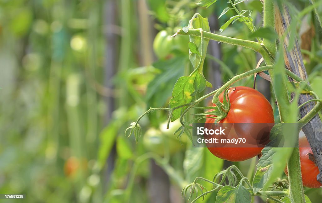 Tomates mûres sur le jardin - Photo de Plant de tomate libre de droits