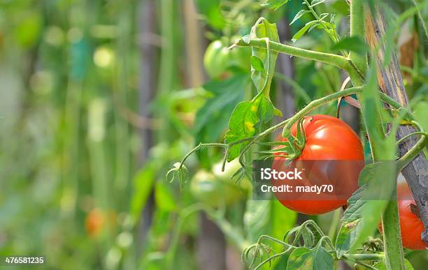 Photo libre de droit de Tomates Mûres Sur Le Jardin banque d'images et plus d'images libres de droit de Plant de tomate - Plant de tomate, Agriculture, Aliment