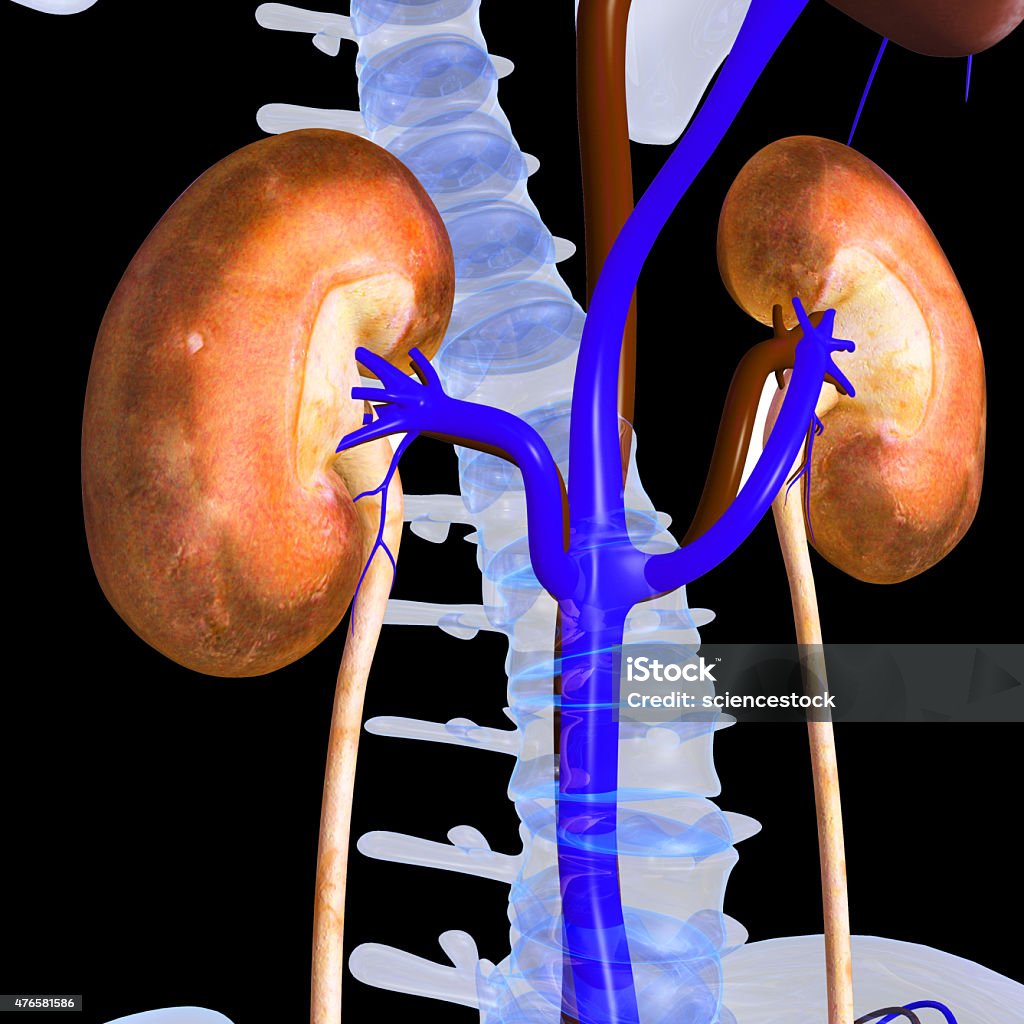 Kidney The kidneys are bean-shaped organs that serve several essential regulatory roles in vertebrates. They remove excess organic molecules from the blood, and it is by this action that their best-known function is performed: the removal of waste products of metabolism. Kidneys are essential to the urinary system and also serve homeostatic functions such as the regulation of electrolytes, maintenance of acid–base balance, and regulation of blood pressure. 2015 Stock Photo