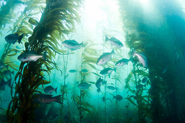 School of fish in the Kelp Forest Kelp and fish in the Pacific Ocean kelp stock pictures, royalty-free photos & images