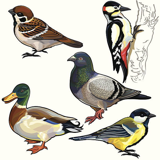 set with birds of europe - tree sparrow stock illustrations