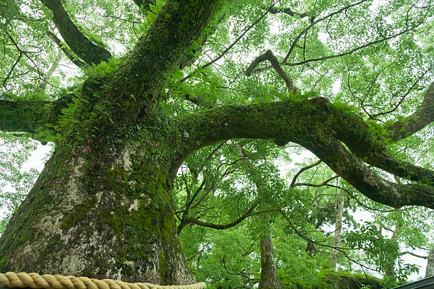 Grand arbre sacré - Photo