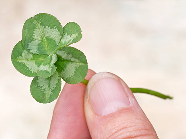 Lucky Six Leaf Clover Genetic Mutation In Nature Stock Photo