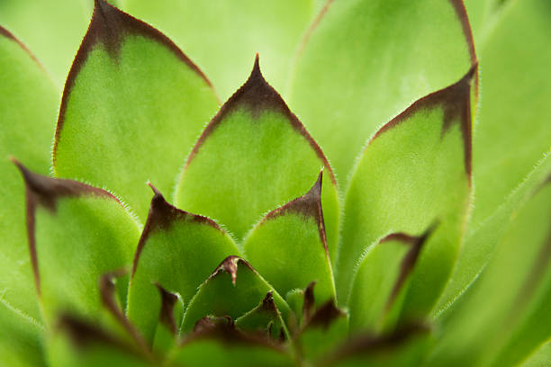 istock Echeveria shaviana 476582388