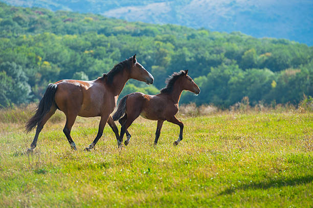 istock Running dark bay horses 476582494