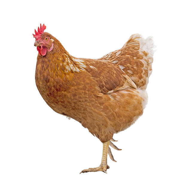 Photo of Rhode Island Red farm chicken, hen over white