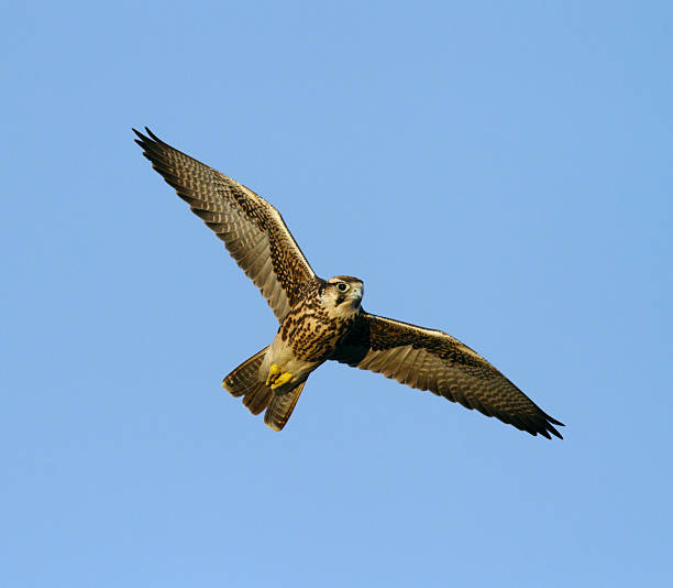 falco biarmicus, subindo em voo, com asas abertas, céu azul - lanner falcon - fotografias e filmes do acervo