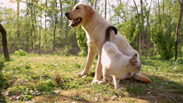 Cat playing with a young dog