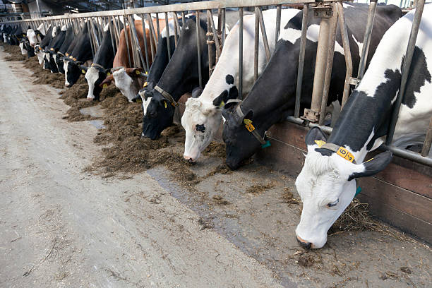 Cows grazing in a barn