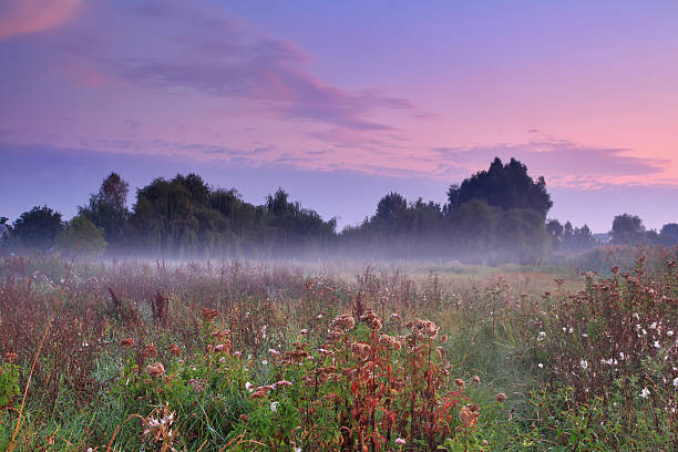 istock Misty morning on the field 476588568