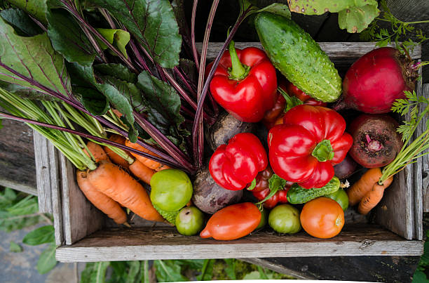 istock vegetables in the garden 476589346