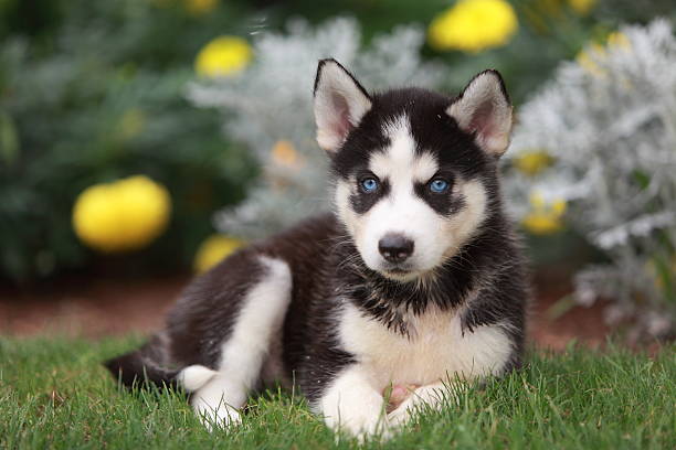 istock Siberian Husky Puppy in Garden 476589503