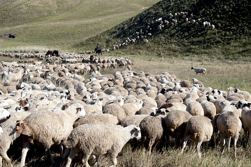 Drone point of view flock of sheep in Mongolia pasture