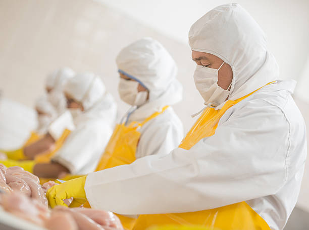 pessoas trabalhando em uma fábrica de comida - ave doméstica - fotografias e filmes do acervo