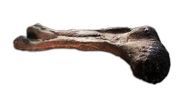 Photo of dinosaur bone