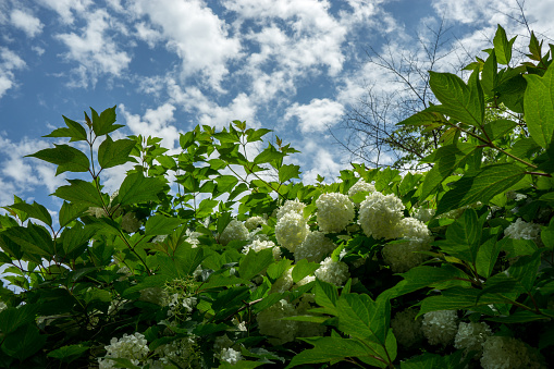 Hydrangea macrophylla flowers in a small temple in Sunchang, South Korea. White Hydrangea flowers with a blue sky in the background.