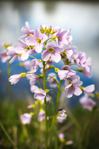 Cuckoo Flower by River MCU stock photo