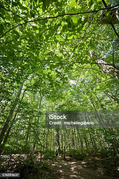 Vista De Ángulo Bajo En El Bosque Canopy En La Luz Del Sol Brillante Foto de stock y más banco de imágenes de Aire libre