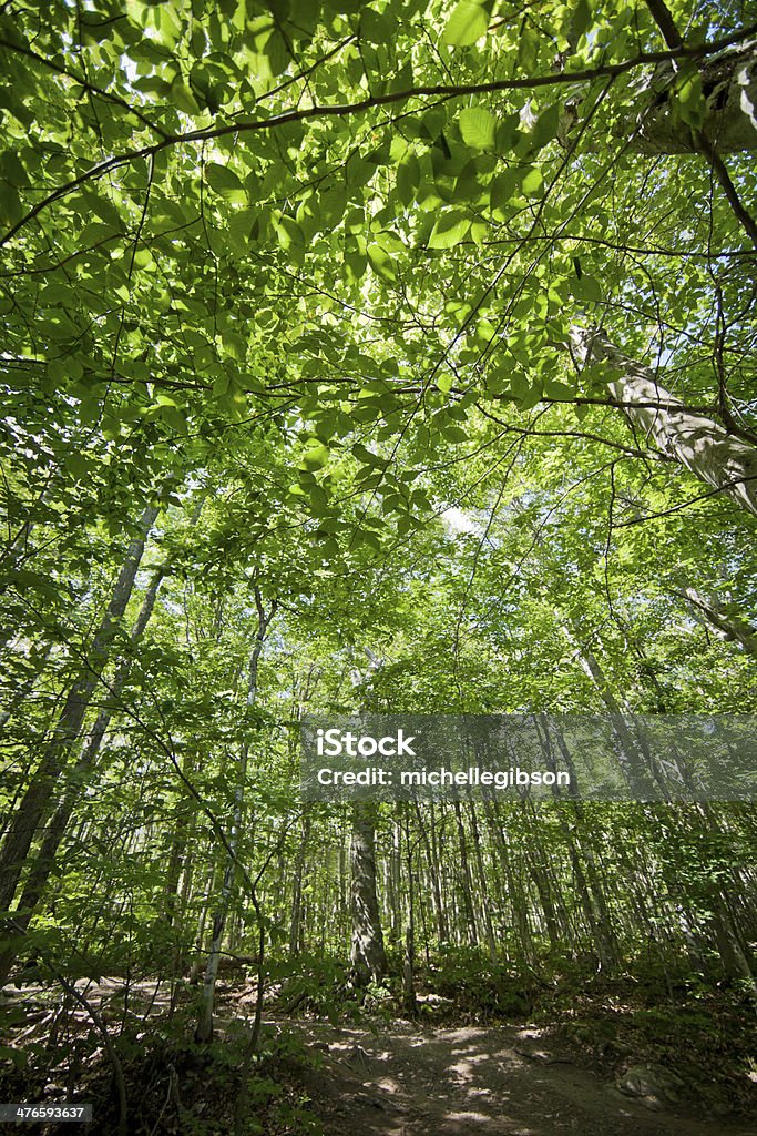Vista de Ângulo Baixo na floresta cobertura de luz solar forte. - Royalty-free Alto - Descrição Física Foto de stock