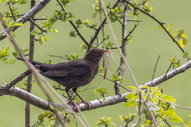 Blackbird in Hawthorn carrying Nesting Material stock photo