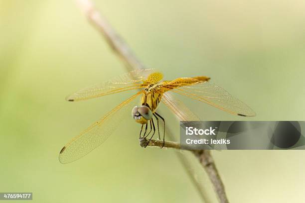 잠자리 Calopteryx Syriaca 공장 곤충에 대한 스톡 사진 및 기타 이미지 - 곤충, 날기, 동물