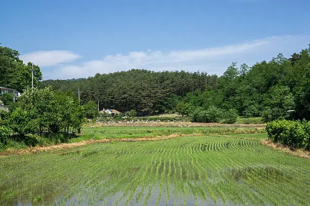 small rice paddies surrounded by the mountains and hills in gangneung, gangwondo, south korea.