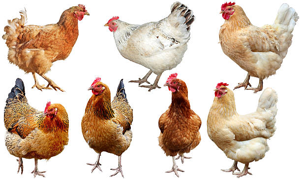 istock Set of  chicken isolated on white. 476595071
