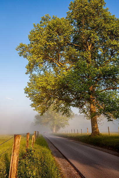 istock country road in morning light 476595458