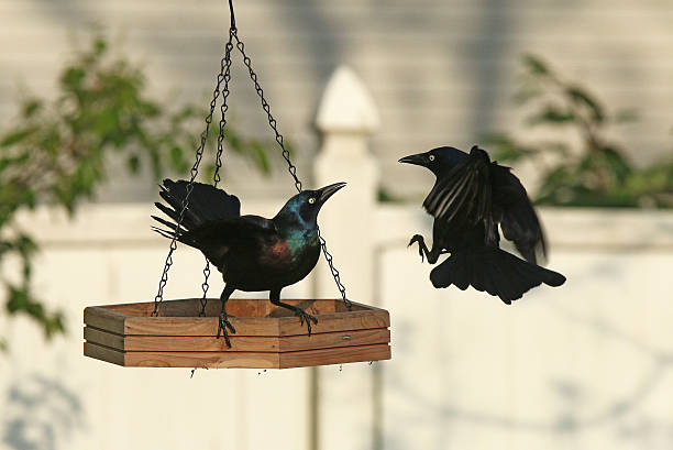 A Common Grackle warns off a challenger at a backyard feeder.