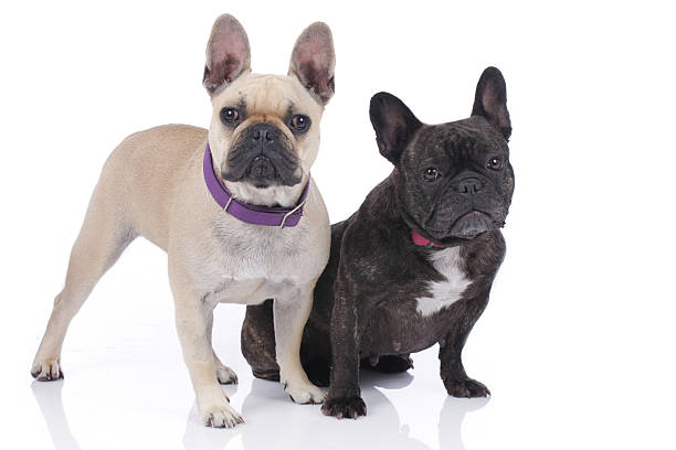 istock Two french bulldogs isolated 476596076