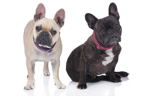 istock Two french bulldogs isolated 476596082