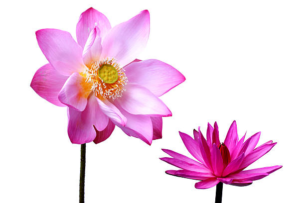 istock lotus flower isolated on white background 476596116