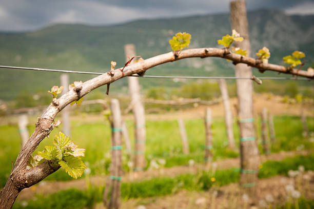 istock Vineyard in Slovenia in early spring 476596254