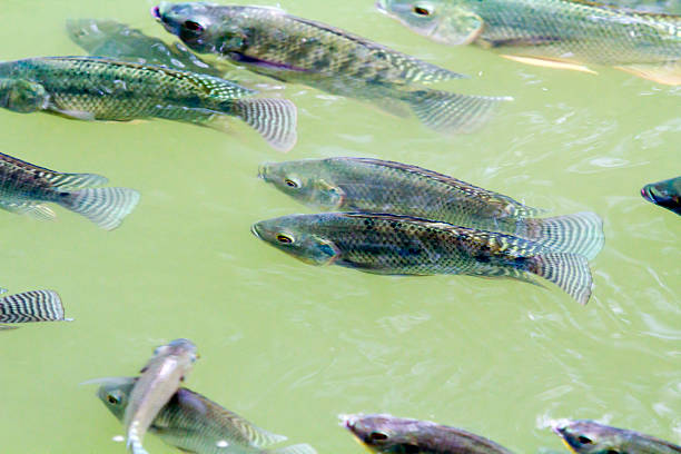 tilápia em farm - oreochromis niloticus - fotografias e filmes do acervo