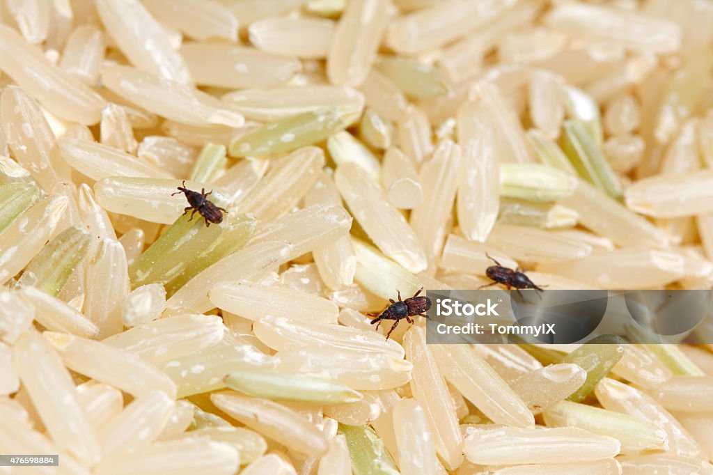 Rice Weevils on milled rice Rice Weevils (Sitophilus oryzae) on milled rice. Rice Weevil is rice, wheat, crop and grain pest.  Rice Weevil Stock Photo