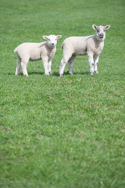 istock Two young lambs in field on farm in rural UK 476599818