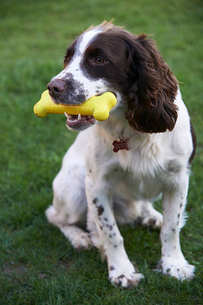 istock Spaniel Chewing Rubber Toy Bone In Garden 476600538