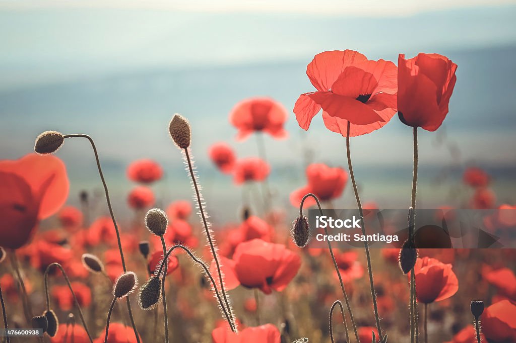 wild poppy flower 2015 Stock Photo