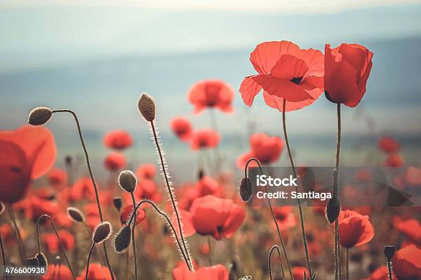 Wild Poppy Flower Stock Photo - Download Image Now - 2015, Botany, Close-up