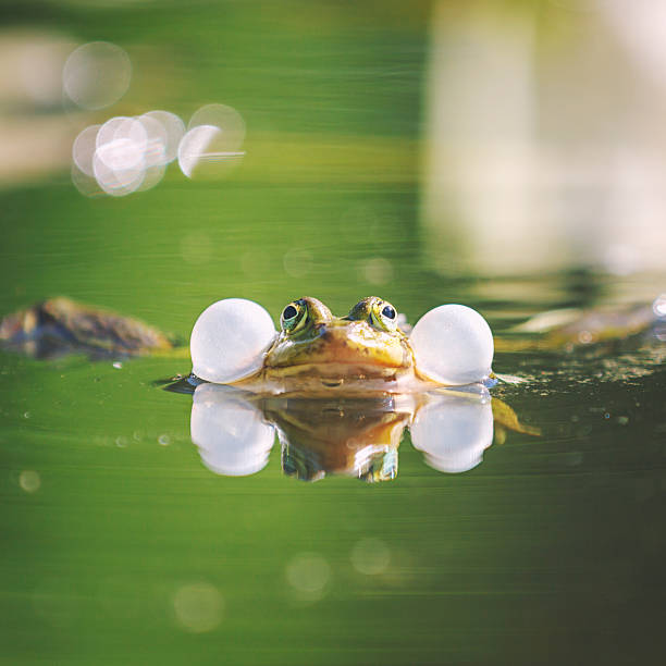 istock Green frog [Rana kl. esculenta] 476601048