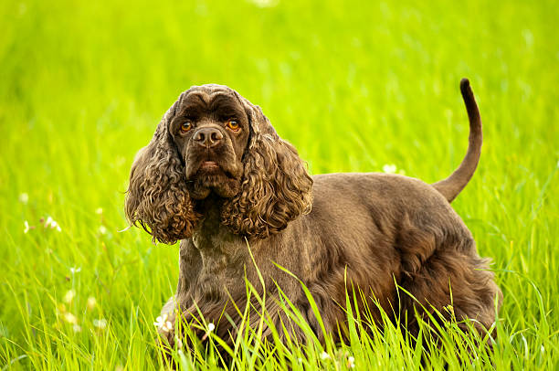 american spaniel stands in a green field stock photo