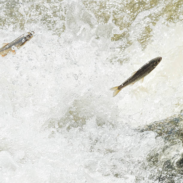 istock Unique Fish: Pearl Mullet of the lake Van 476602944